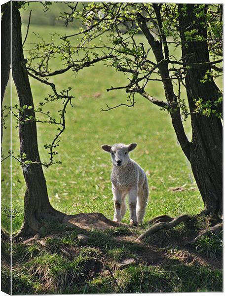 Lamb Canvas Print by Karen Roscoe