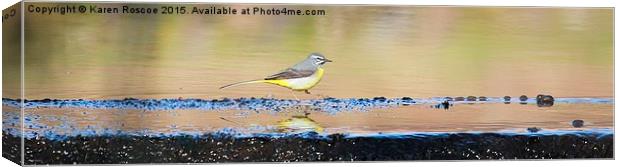  Grey Wagtail Canvas Print by Karen Roscoe