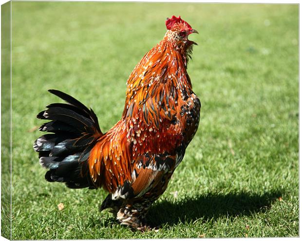 cockerel Canvas Print by david harding