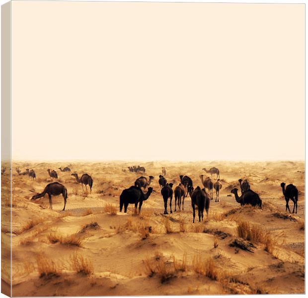 camels Canvas Print by david harding