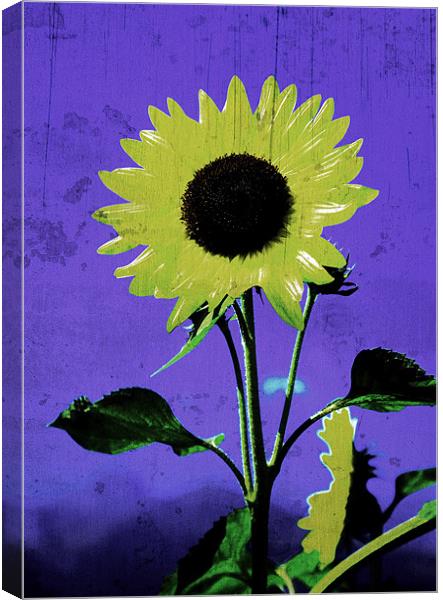 sunflower Canvas Print by david harding