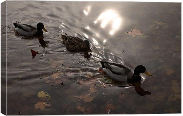 Ducks Canvas Print by david harding