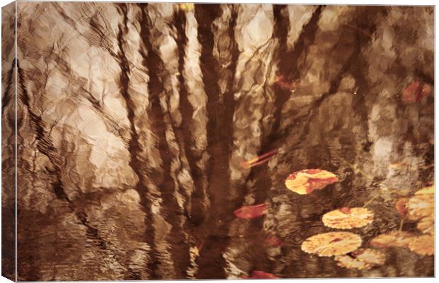 Pond Reflections Canvas Print by david harding