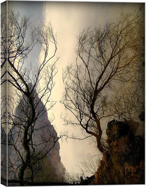 Upturned Trees Canvas Print by Laura McGlinn Photog