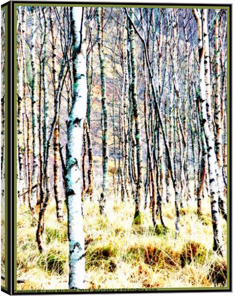 The Birches Canvas Print by Laura McGlinn Photog