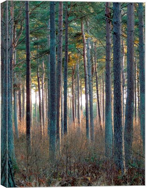  Tentsmuir Pine Canvas Print by Laura McGlinn Photog