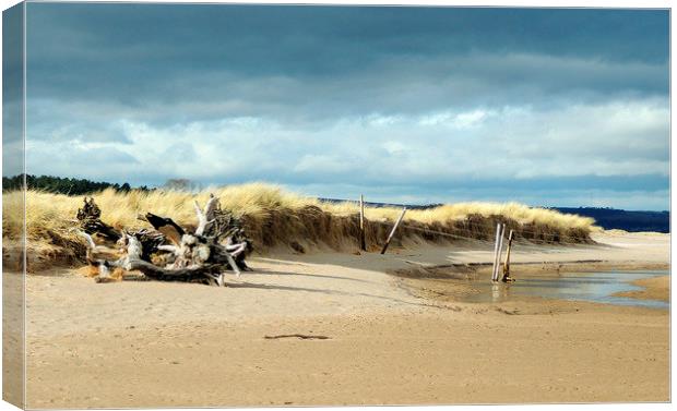  Tentsmuir Dunes Canvas Print by Laura McGlinn Photog