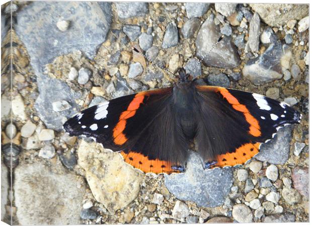 Red Admiral Canvas Print by Dane Lenander