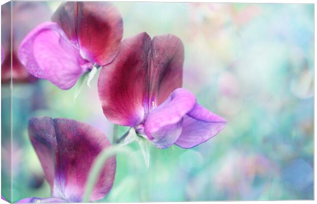 Rainbow Sweet Peas Canvas Print by Sharon Johnstone