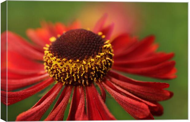 Sneezeweed Canvas Print by Sharon Johnstone