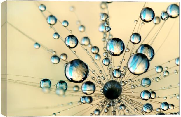 A Burst of Fairy Drops Canvas Print by Sharon Johnstone