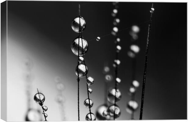 Grass Seed Drops II Canvas Print by Sharon Johnstone