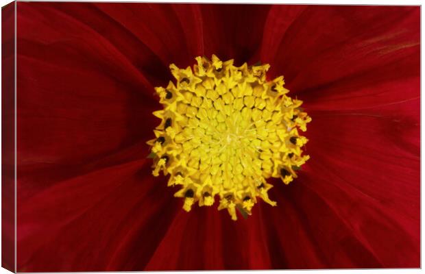Cosmos in Red Velvet Canvas Print by Sharon Johnstone