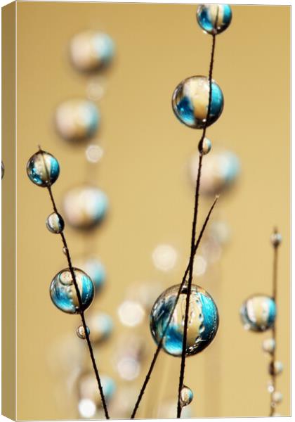 Sapphire and Gold Grass Seed Drops Canvas Print by Sharon Johnstone