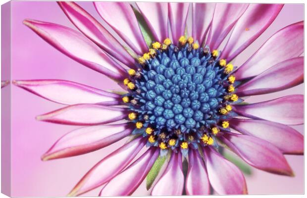 Daisy in Pretty Pink Canvas Print by Sharon Johnstone