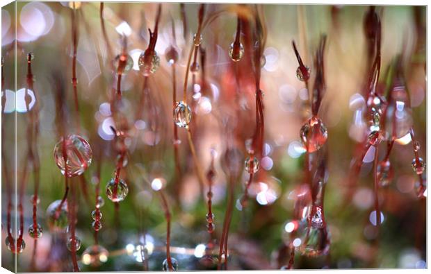 Rain Catcher Canvas Print by Sharon Johnstone