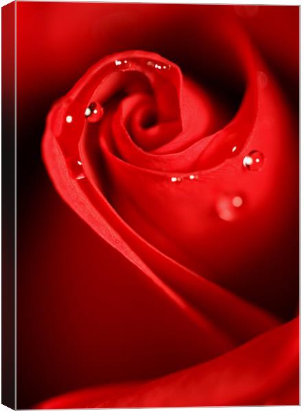 Red Swirl Canvas Print by Sharon Johnstone