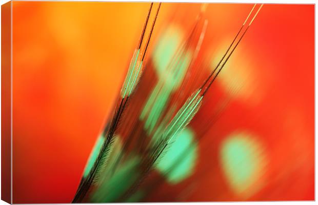 Feather Abstract in Orange Canvas Print by Sharon Johnstone