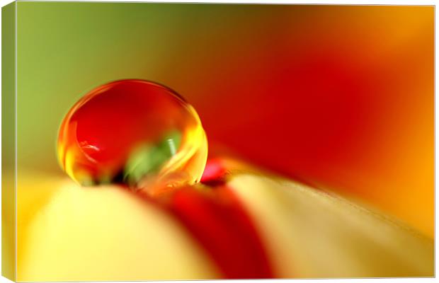 Tulip Droplet Canvas Print by Sharon Johnstone