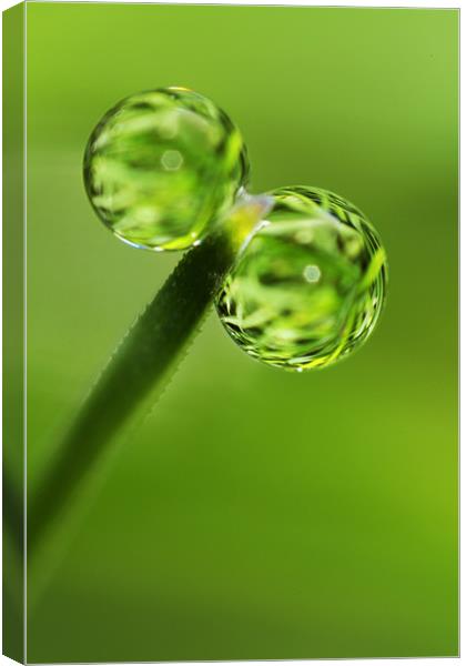 Grass Green Dew Drops Canvas Print by Sharon Johnstone
