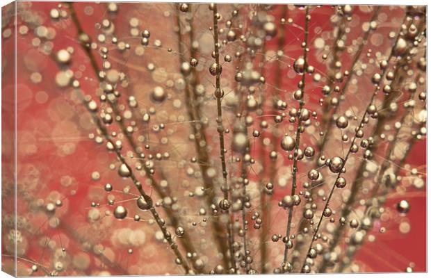 Fairy Pink Canvas Print by Sharon Johnstone