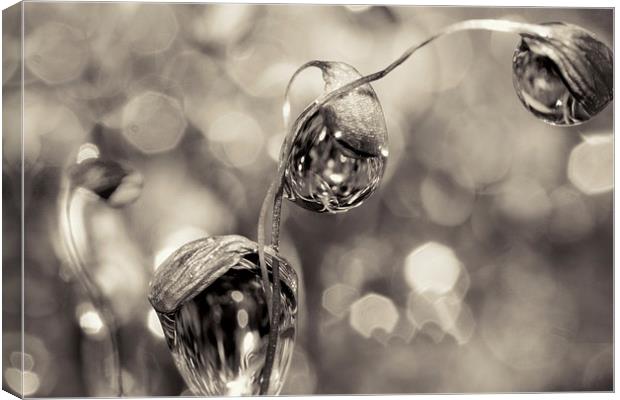 Moss Drops in B&W Canvas Print by Sharon Johnstone