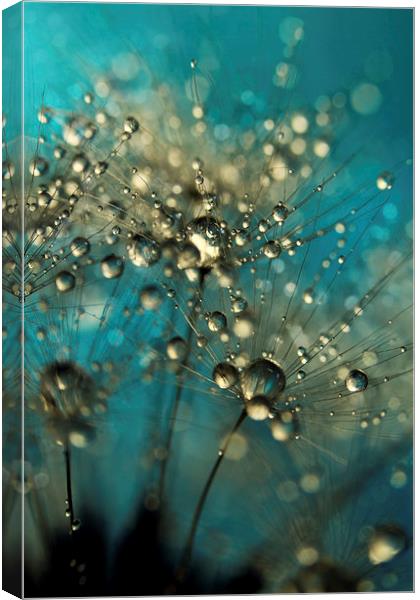 Bold Blue Dandy Sparkles Canvas Print by Sharon Johnstone