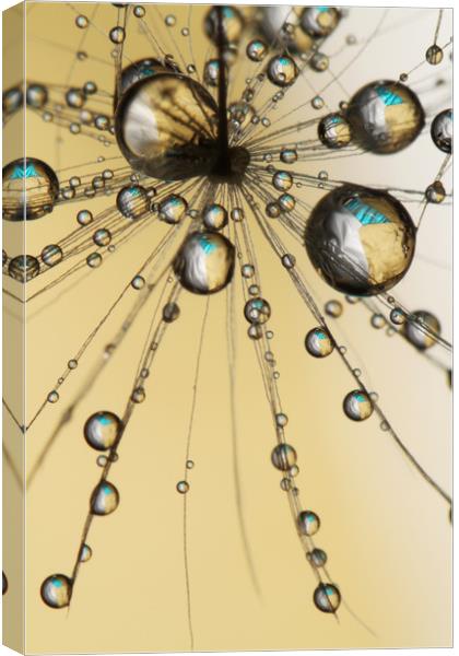 Single Dandy Seed Web Drops Canvas Print by Sharon Johnstone