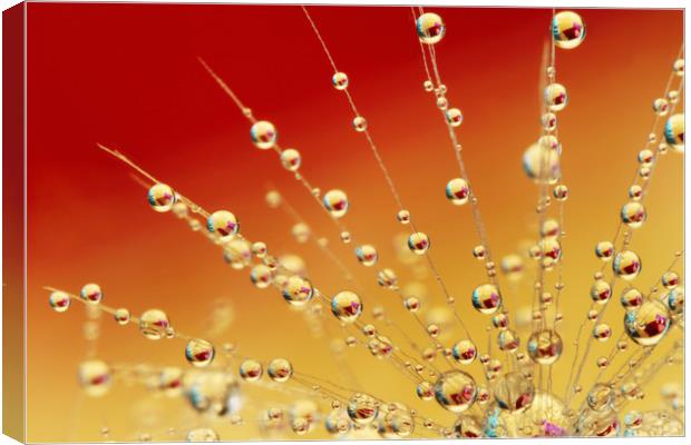 Sunrise Dandy Drops Canvas Print by Sharon Johnstone