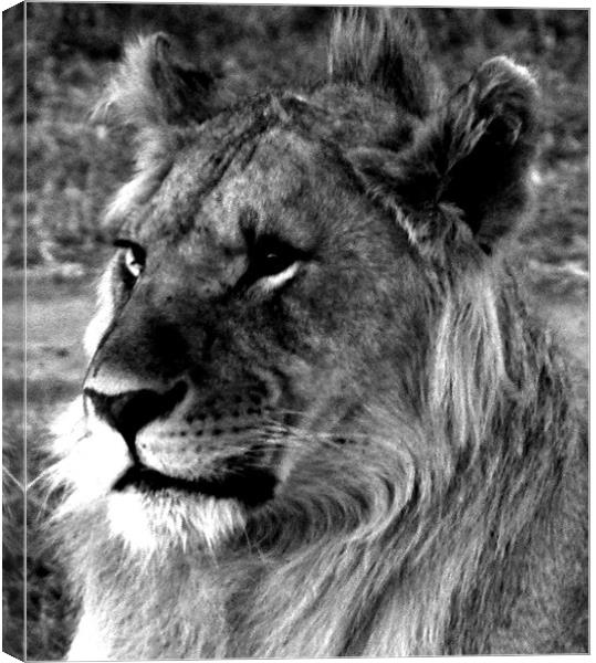Lion in the Masai Mara Kenya Canvas Print by grant norton