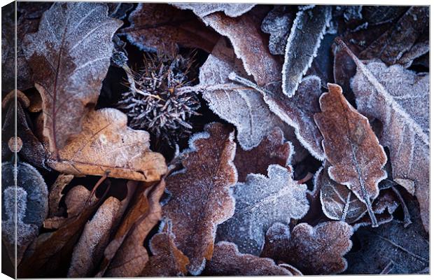Frosted Autumn Leaves Canvas Print by Robert Coffey