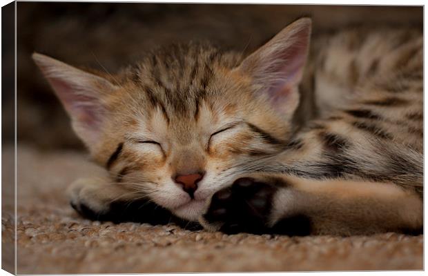 Being so cute is tiring Canvas Print by Robert Coffey