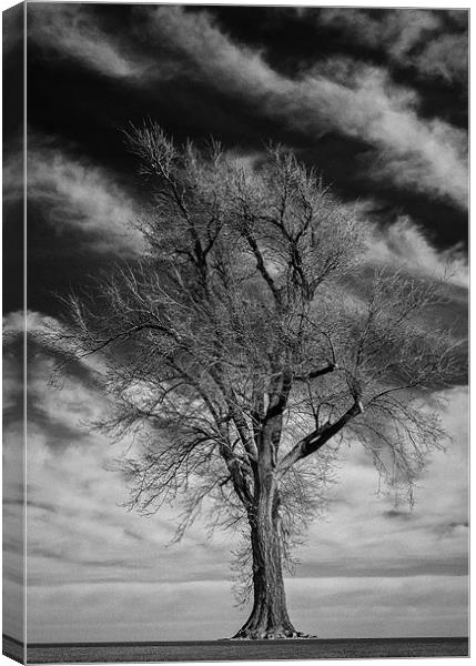 Old Dead Tree Canvas Print by Doug Long