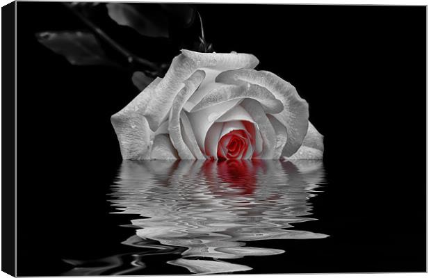 A Rose is a Rose Canvas Print by Doug Long