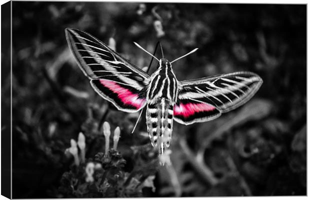 Hummingbird Moth in B&W Canvas Print by Doug Long