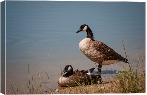 Geese 2 Canvas Print by Doug Long