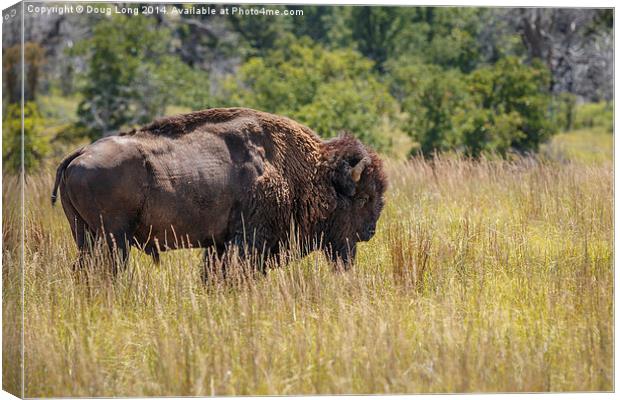 Bison Canvas Print by Doug Long