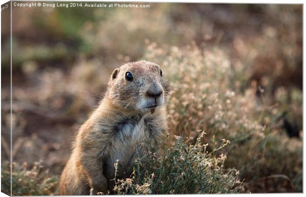  Prairie Dog 8 Canvas Print by Doug Long