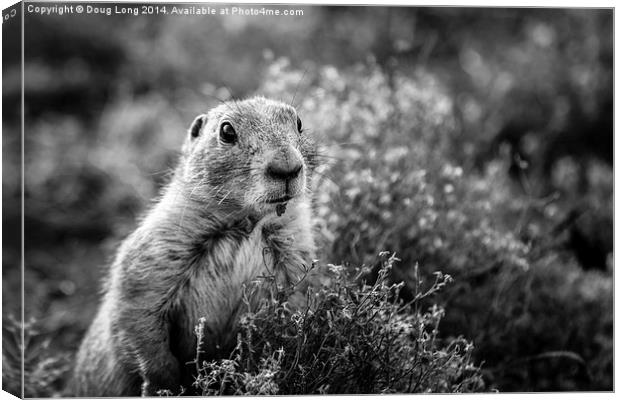  Prairie Dog 8 Canvas Print by Doug Long