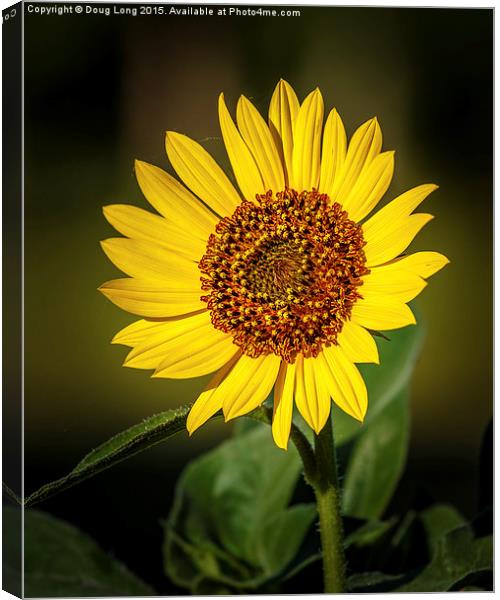 Common Sunflower Canvas Print by Doug Long