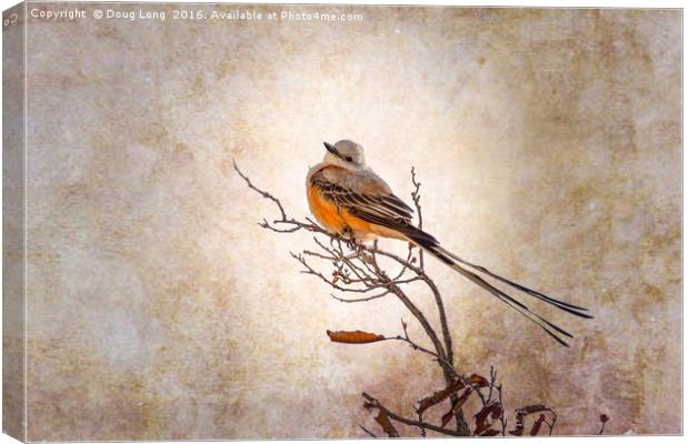 Scissor-Tailed Flycatcher  Canvas Print by Doug Long