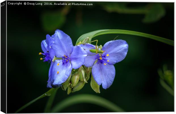 Spiderwort with Bug Canvas Print by Doug Long