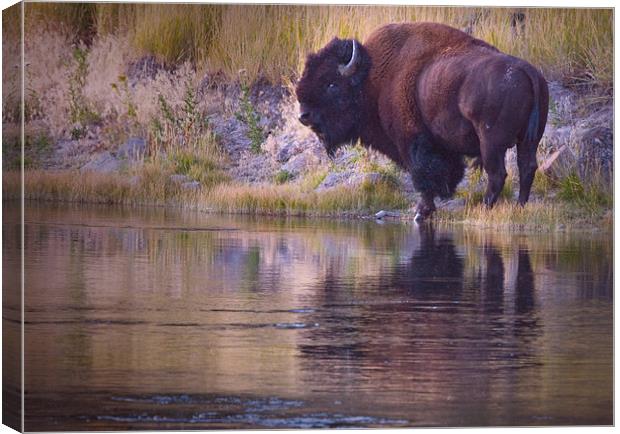 Bison Reflection Canvas Print by Dennis Hirning