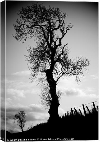 Tree and Friend Canvas Print by Mark Findlater