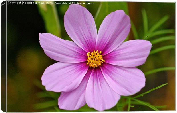 A beautiful Cosmos flower Canvas Print by Gordon Dimmer