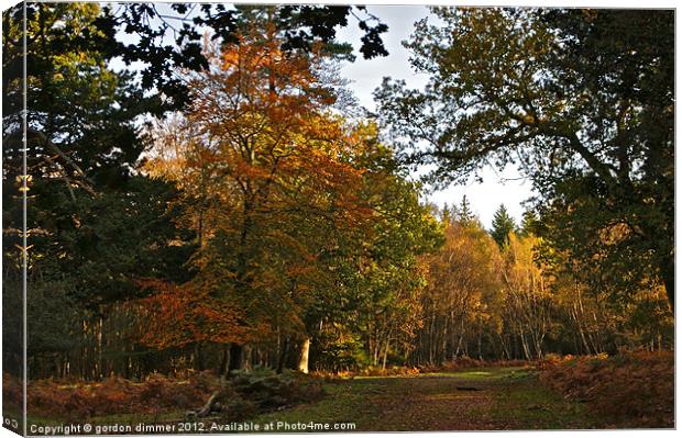 Autumn in the New Forest Canvas Print by Gordon Dimmer