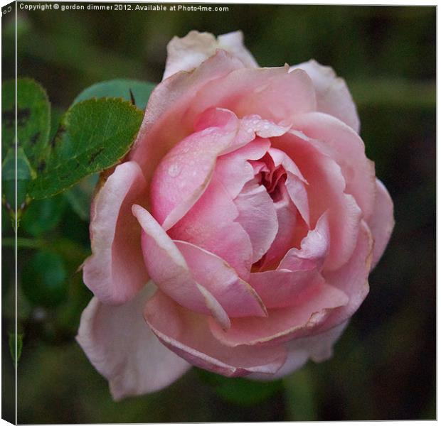 A winter rose in Kew Gardens Canvas Print by Gordon Dimmer