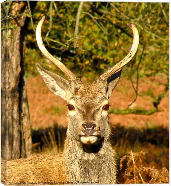 Another deer in Richmond Park Canvas Print by Gordon Dimmer