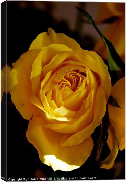 A bright yellow rose Canvas Print by Gordon Dimmer