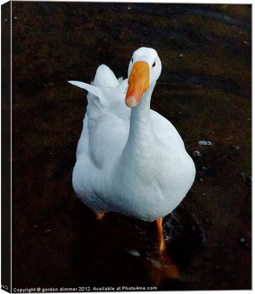 An inquisitive duck Canvas Print by Gordon Dimmer
